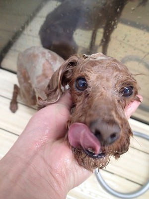 『パックきもちいいー！！』