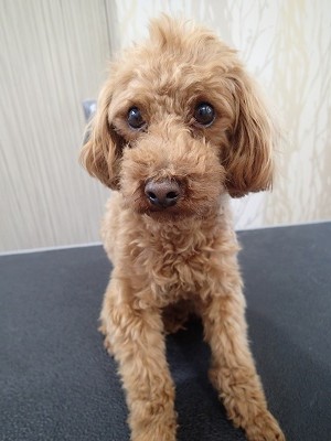 『いつもみたいに短くしてね！』