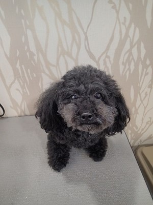 『よろしくね☆』