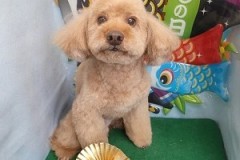 『バッサリカットしてもらいました！』