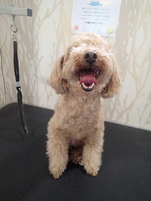 『相変わらずプードル多いみたいね♪』