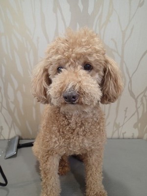 『が、頑張るよ…。』