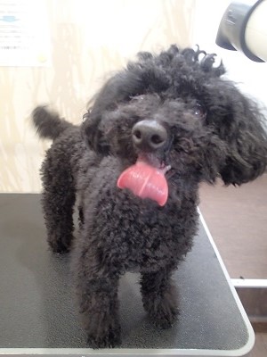 『今日はどんなカット?』