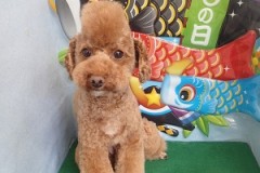 『似合う？ちょい悪プードルだぜ！☆』