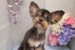 『可愛くなった？』