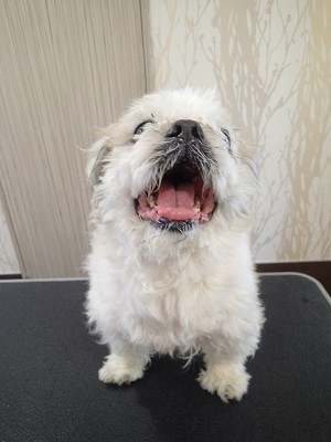 『短ーくしてくださいな!』