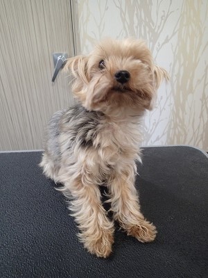 『段々暑くなってきたし、短めで!』