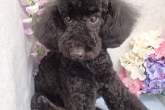 『カッコよくしてもらいましたー♪』