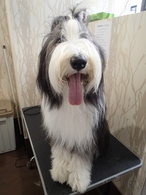 『シャンプーかぁ。ヤダなぁ。。』