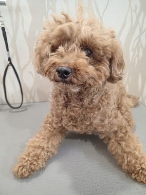 『暖かくなってきたし、涼しくお願い!』