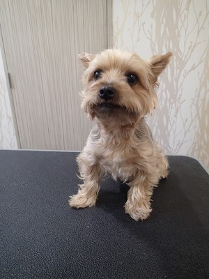 『暑くなってきたし、短く!』