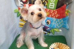 『サマーカットでスッキリしたよ♪』