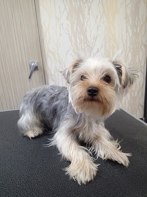 『バッサリお願いします!』