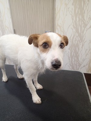 『きれいになってから。だね!!』