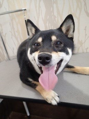 『いっぱい遊んだからキレイになって来いってさ。』