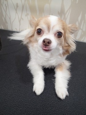 『今回もシャンプーで！』