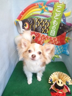 『真っ白サラサラになりました☆』