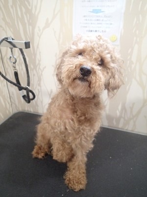 『どんな感じになるんだろう？』