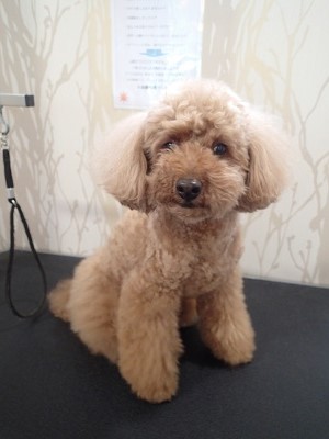 『いつもみたいに頼むね！』