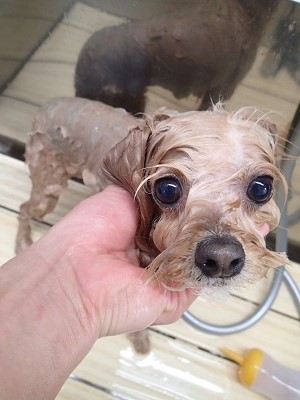 『コレがパック。気持ちいいね☆』