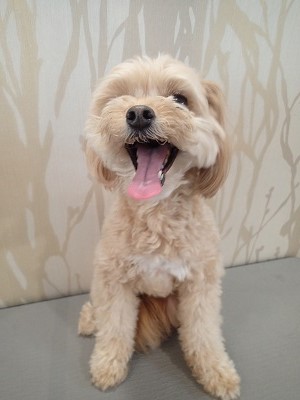 『久しぶりのカットだー♪』