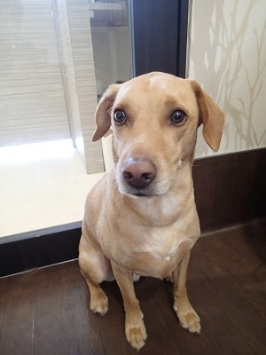 『シャンプーかぁ。実は嫌いなんだよなぁ。。』