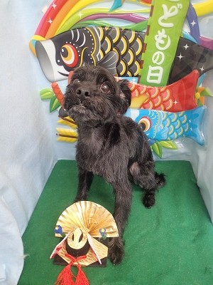 『短くなりましたー!』