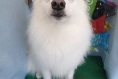 『真っ白♪サラサラになりました！』