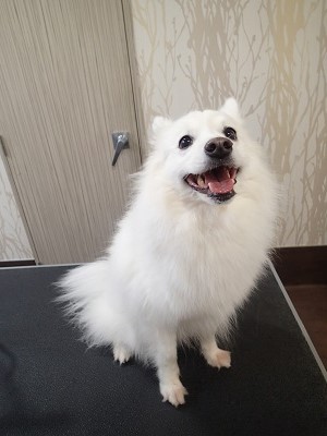 『スッキリお願いします!』