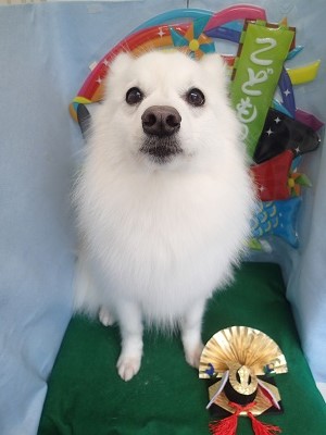 『真っ白♪サラサラになりました!』