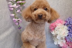 『暑いし、さっぱりが良いね☆』