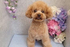 『早く来てくれないかなー♪』