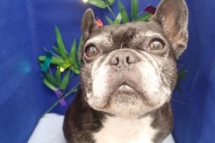 『ホント嫌いなんだからね。』