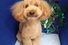 『ふわふわにしてもらいました！』