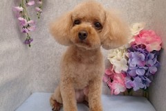 『今日はお泊りよね？』