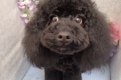 『お迎えきた―？？』