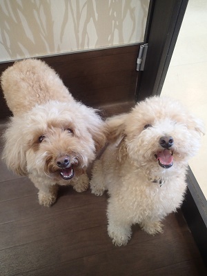 『いつも通り頼むね！』