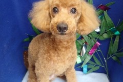 『これ良いかもね！ママたち喜んでくれるかなー？』