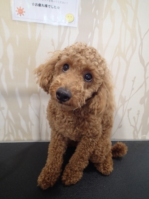 『なんかしっくりくるカットないかなー？』