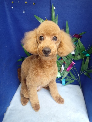 『これ良いかもね！ママたち喜んでくれるかなー？』