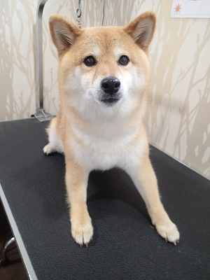 『シャンプーね。一応頑張るわよ。』