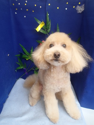 『すっきりカットしてもらました！』