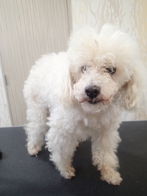 『バッサリお願いしますね!』