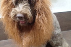 『CMのライオンのやつ～』