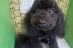 『サラサラふわふわ♪』