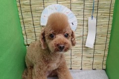 『モヒカンいい感じ♪』