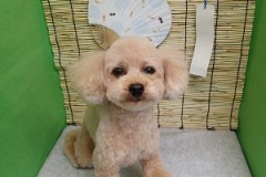 『ふわふわ♪』