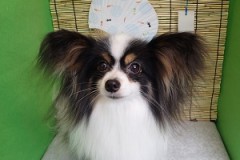 『ふわふわ真っ白♪』