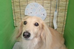 『良い子に出来てたでしょ？』