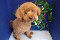 『短くなって気持ちいいー！』